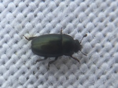 Brassicogethes aeneus