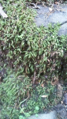 Scleropodium obtusifolium