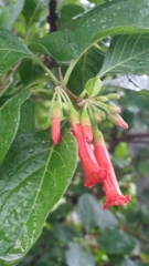 Iochroma fuchsioides