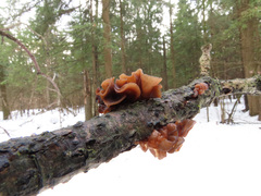 Phaeotremella foliacea