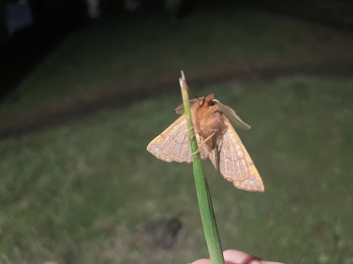 Colotois pennaria