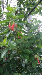 Iochroma fuchsioides