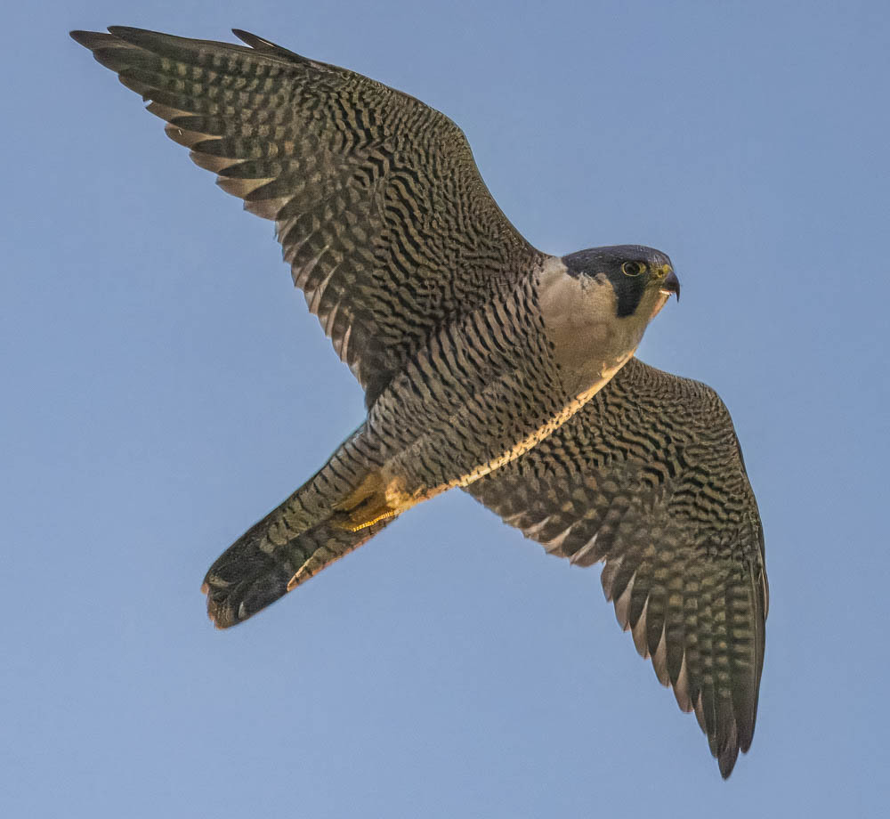 アメリカハヤブサ (亜種 Falco peregrinus anatum) · iNaturalist