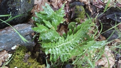Polypodium glycyrrhiza