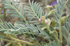 Astragalus wootonii