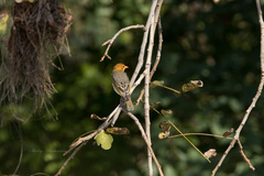 Anaplectes rubriceps rubriceps