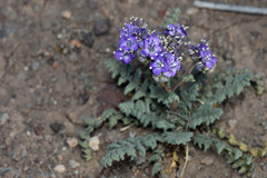 Phacelia popei