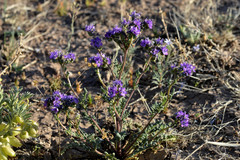 Phacelia popei