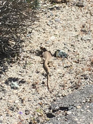 iNaturalist observation photo of Desert Iguana