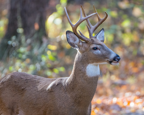 White-tailed Deer photographed in Virginia