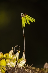 Bulbophyllum fimbriatum