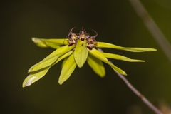 Bulbophyllum fimbriatum