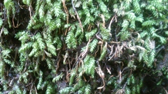 Scleropodium obtusifolium