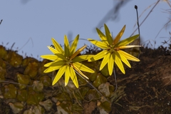 Bulbophyllum fimbriatum