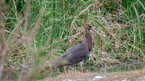 Avistamiento Cigüeña negra (Doñana)
