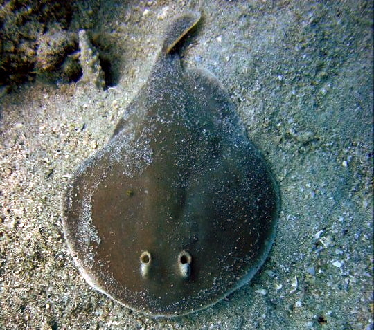Finless Sleeper Ray