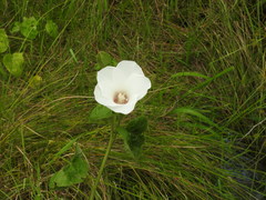 Malvaceae