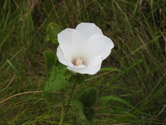 Malvaceae