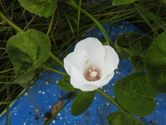 Malvaceae