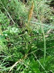 Carex laevigata