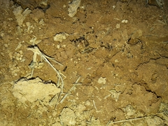 Crematogaster auberti