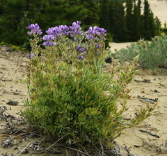 Lupinus kuschei