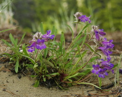 Penstemon gormanii