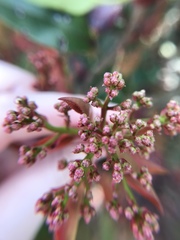 Photinia serratifolia