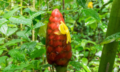 Costus giganteus image