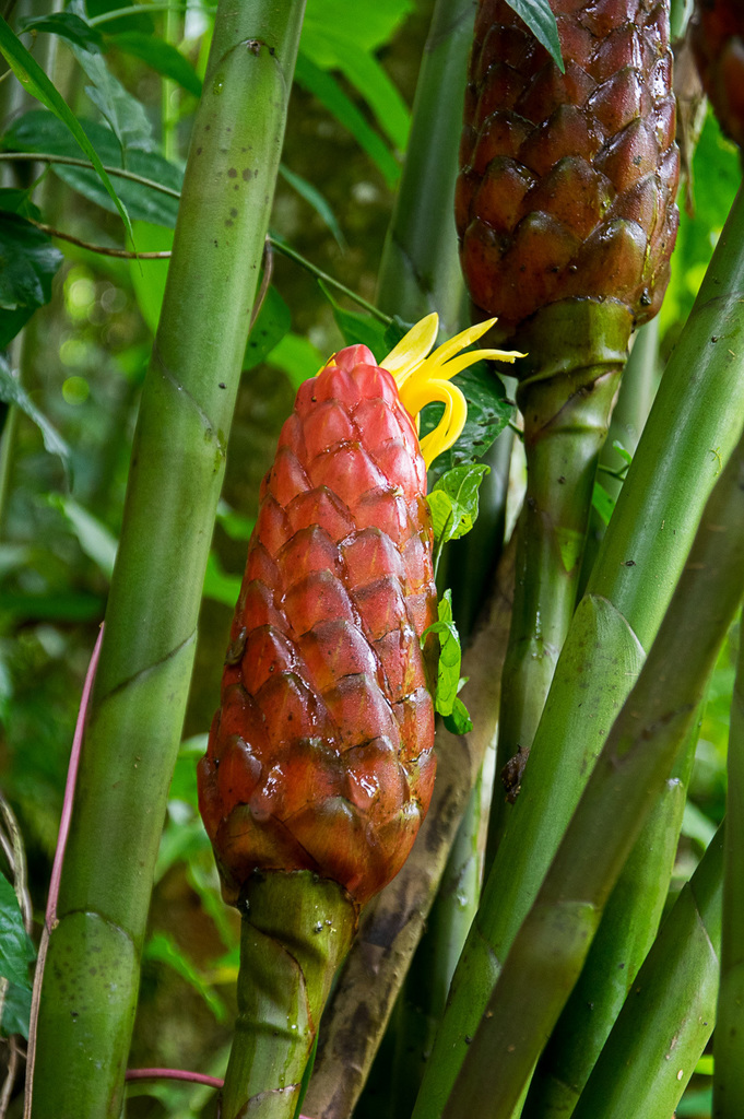 Costus giganteus