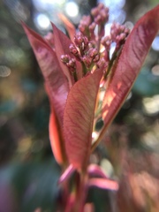Photinia serratifolia