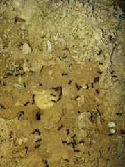 Crematogaster auberti