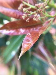 Photinia serratifolia