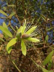 Capparis divaricata