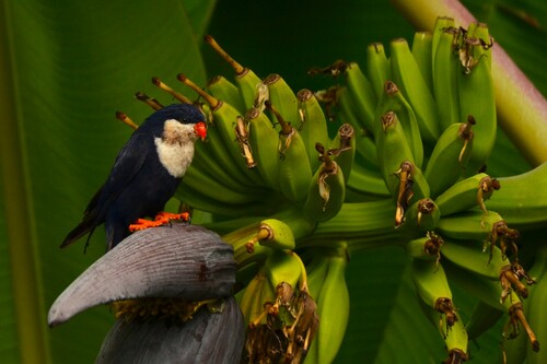 Blue Lorikeet (Vini peruviana), photo 8