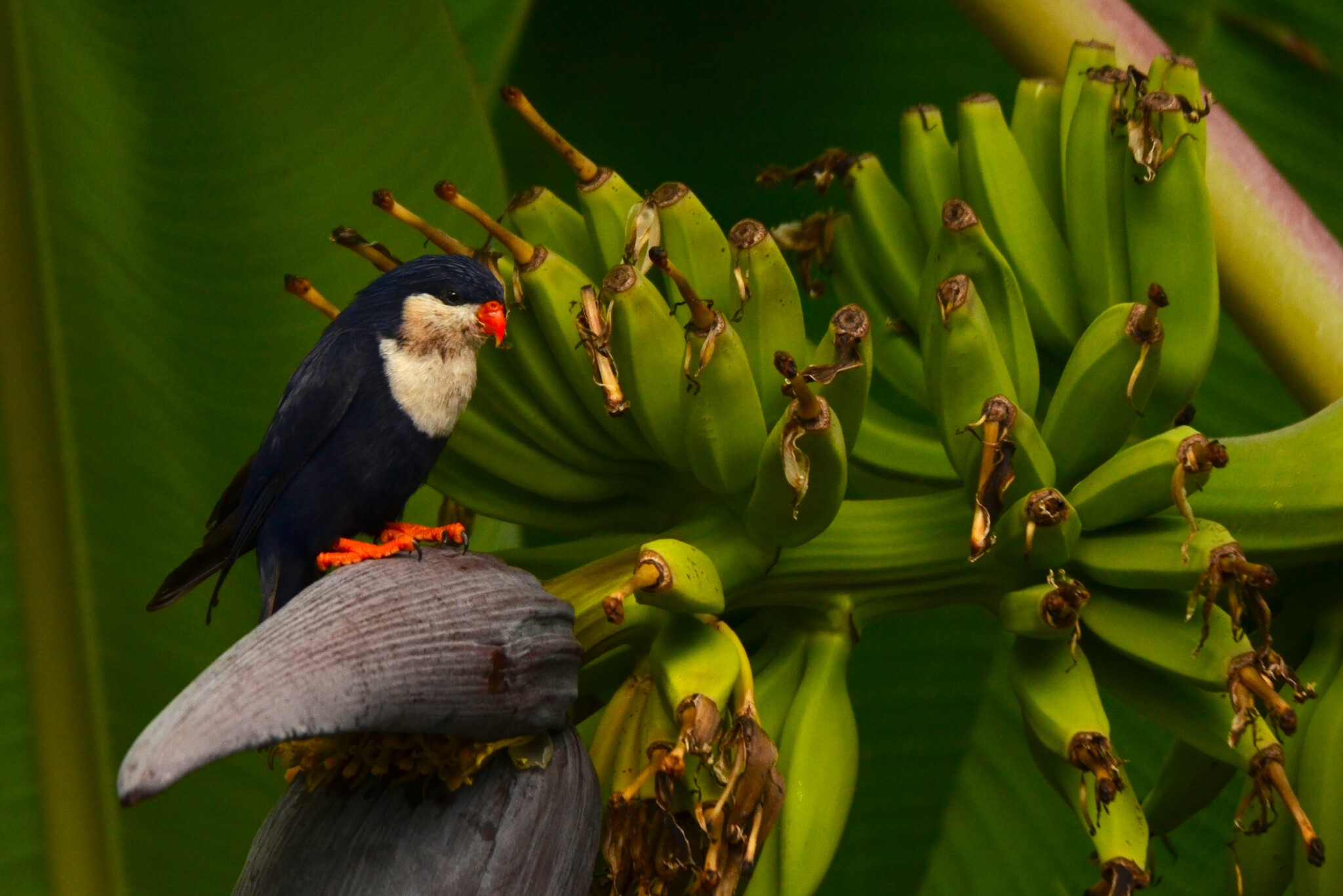 Blue Lorikeet (Vini peruviana), photo 1