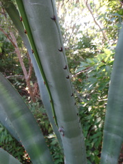 Agave angustifolia