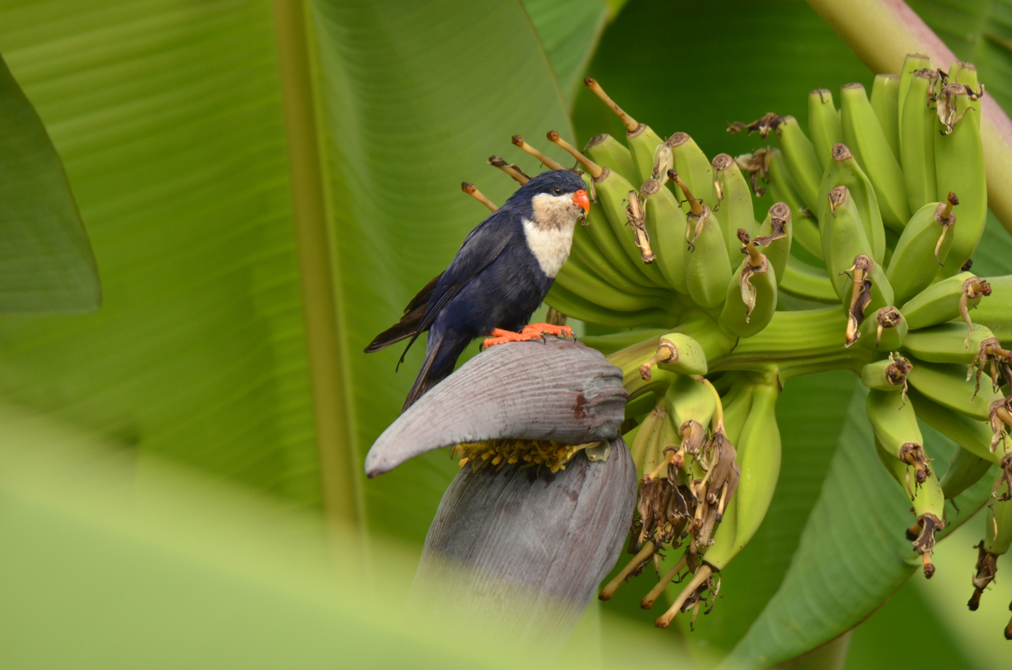 Blue Lorikeet (Vini peruviana), photo 2