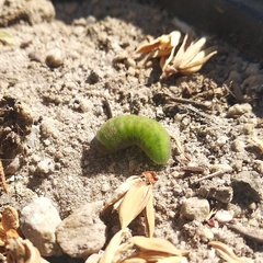 Callophrys xami xami