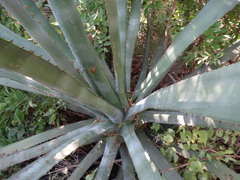 Agave angustifolia