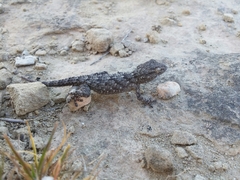 Tarentola mauritanica