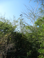 Agave angustifolia