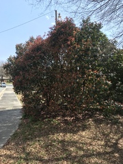 Photinia serratifolia
