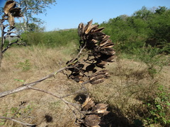 Agave angustifolia