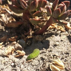 Callophrys xami xami