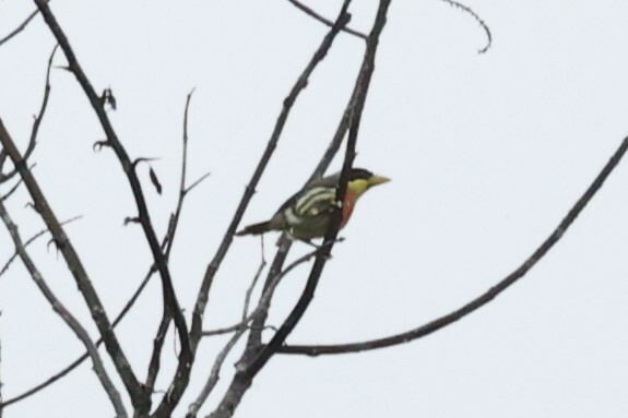 Lemon-throated Barbet illustration