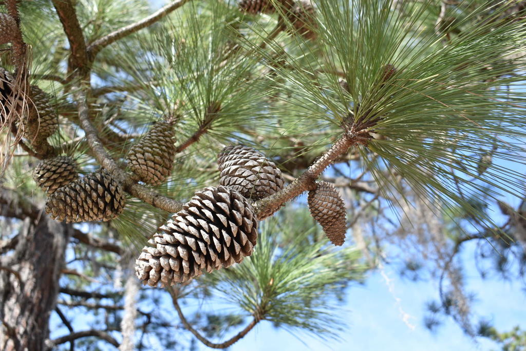 smooth-bark Mexican pine from Unnamed Road, Nuevo León, Mexico on ...