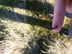 Camponotus sylvaticus