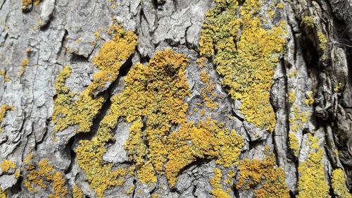 Hooded Sunburst Lichen