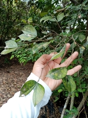 Cynometra bauhiniifolia, photograph Pier Luiggi Maquilón, CC BY, iNaturalist via GBIF